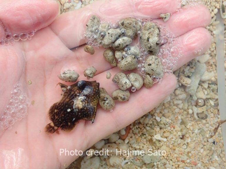 【調査レポート】沖縄に大量漂着した軽石と稚魚 Sato et al. (2023)