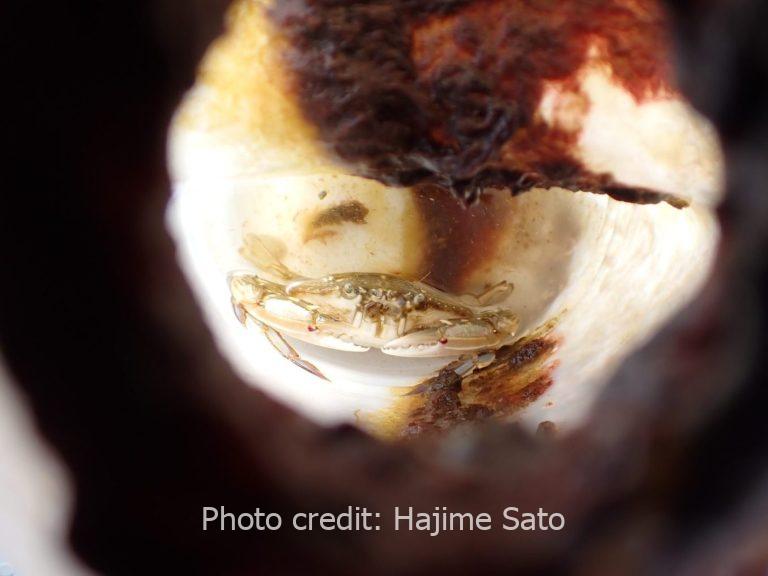 【論文】ボトルに閉じ込められたガザミ Sato et al. (2026)